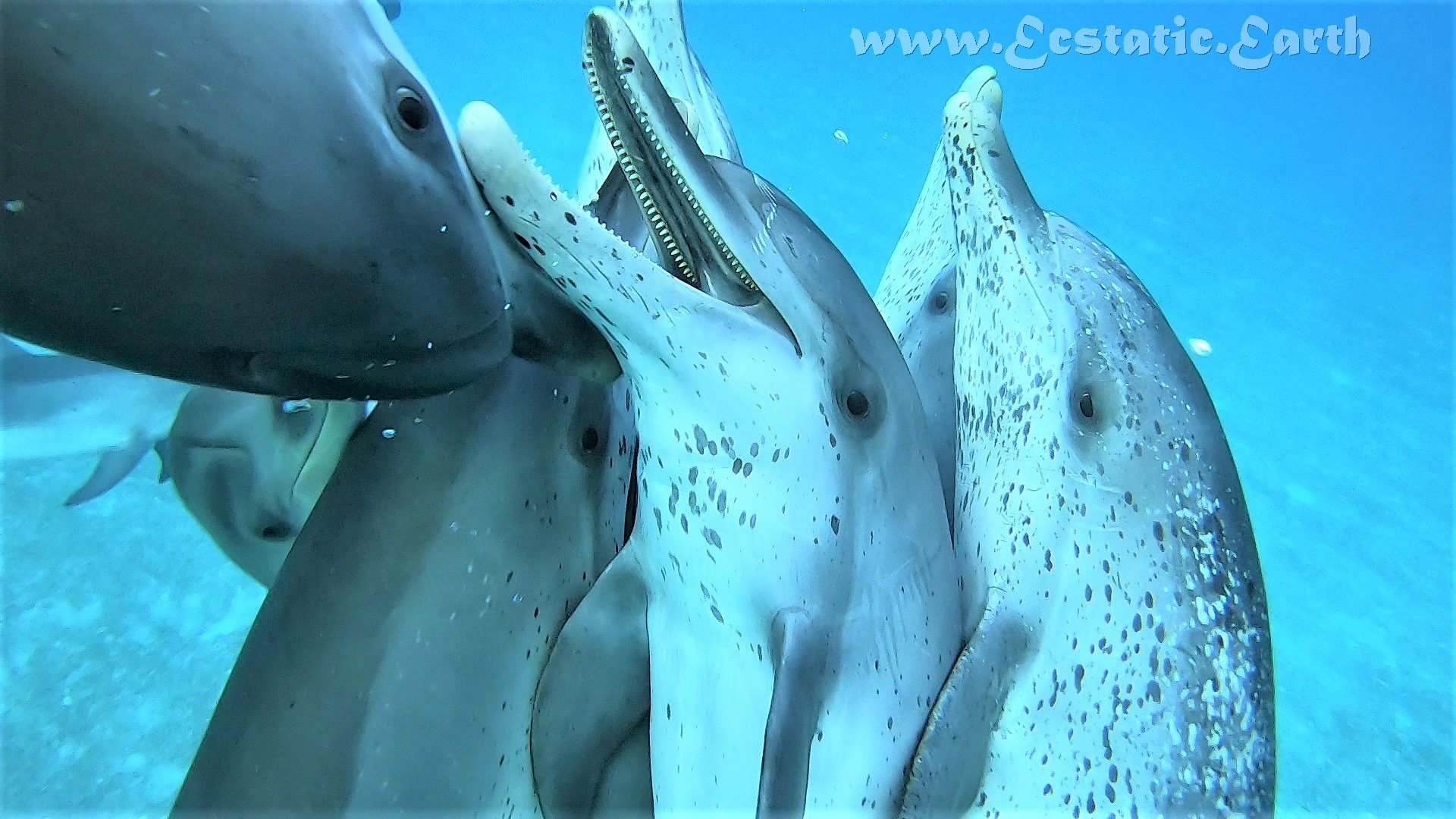 dolphins