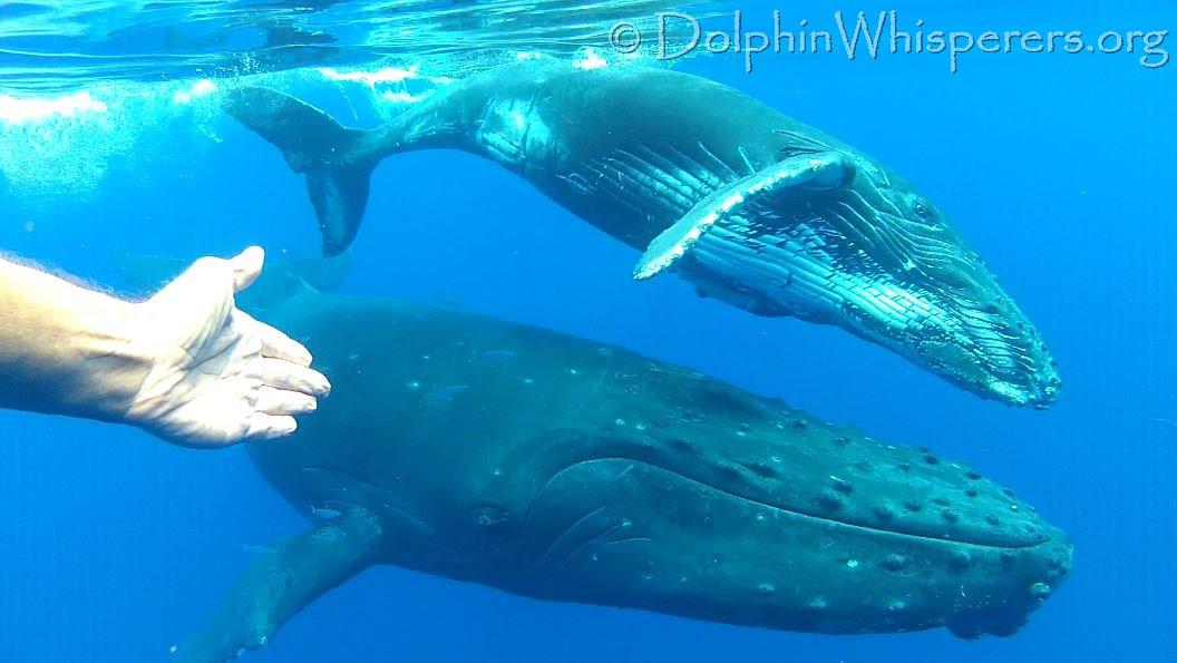 whales